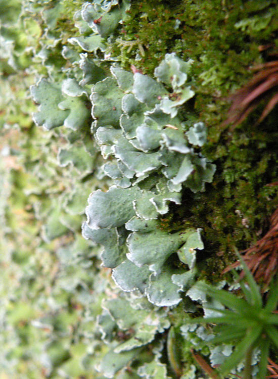 Lobaria virens?